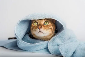 حمام کردن گربه در خانه - انتخاب شامپو مناسب برای گربه - Iran Pet Food