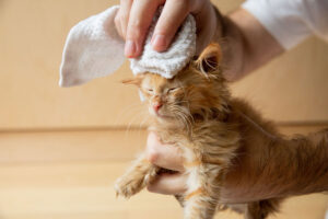 آموزش حمام کردن گربه های کوچک - ایران پت فود